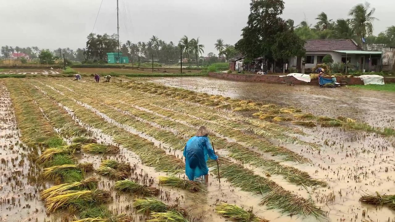 Bình Định: Cận cảnh người dân bị thiệt hại nặng do mưa gió trái mùa