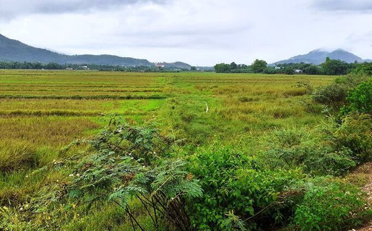 Nở rộ tình trạng “cò” chuyển đổi đất nông nghiệp sang đất ở, Đà Nẵng phát đi cảnh báo | Thị trường | Tài Chính