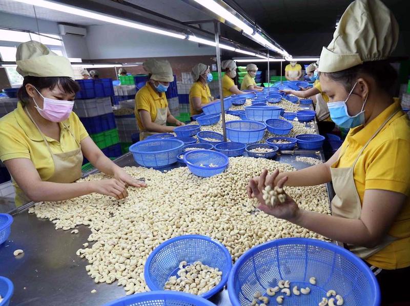 Việt Nam là nguồn cung hạt điều lớn nhất cho EU, lượng nhập khẩu đạt 98,97 nghìn tấn, trị giá 643,91 triệu EUR.