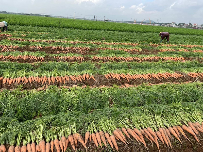 Với đôi bàn tay cần cù, chịu khó, ông Tới nhanh chóng biến vùng đất này thành nơi hái ra tiền từ trồng cà rốt.p/(ảnh minh họa)