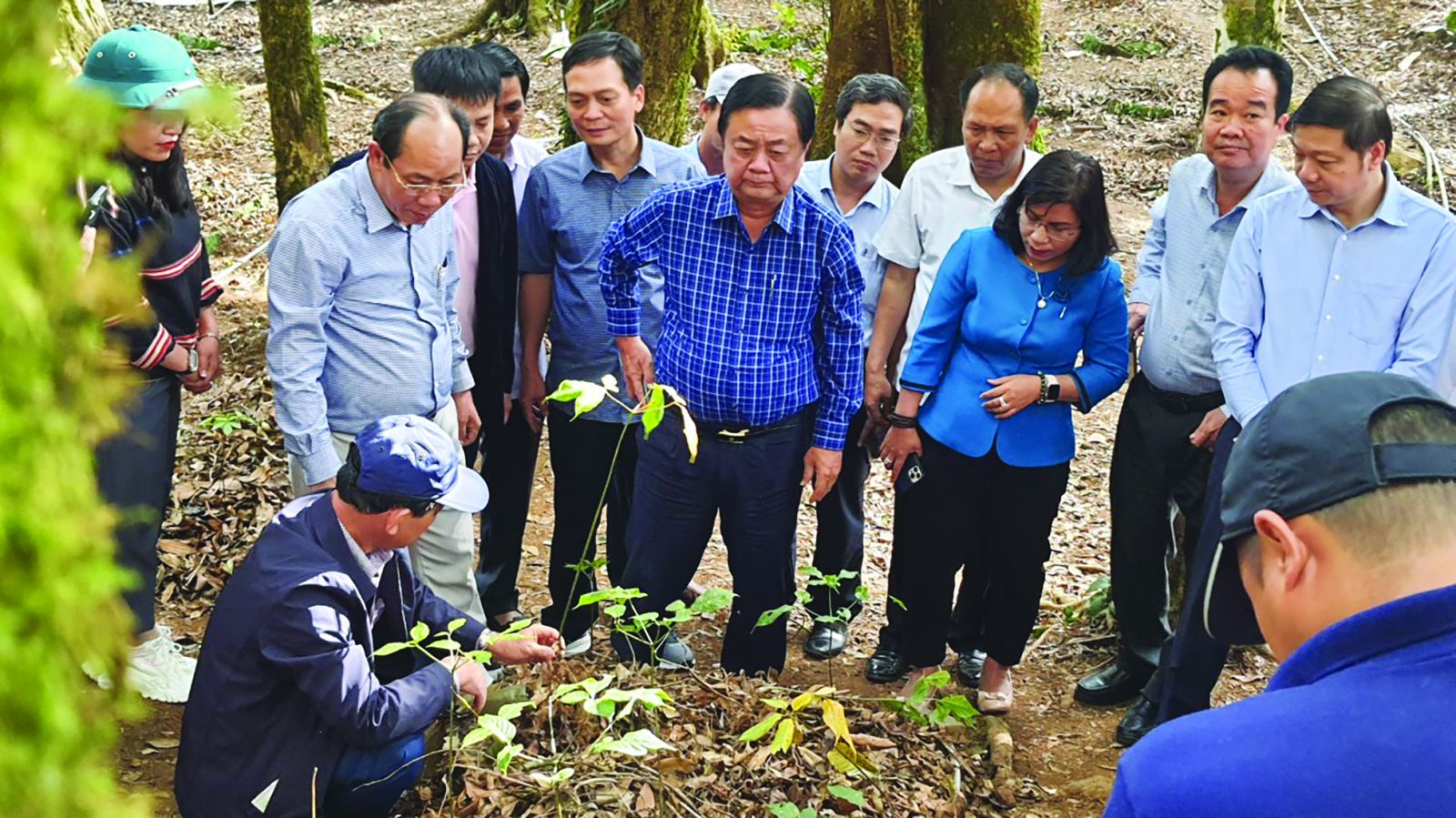 Đoàn Công tác của Bộ Nông nghiệp và Phát triển nông thôn thăm vườn sâm dây của người dân ở xã Đăk Hà huyện Tu Mơ Rông