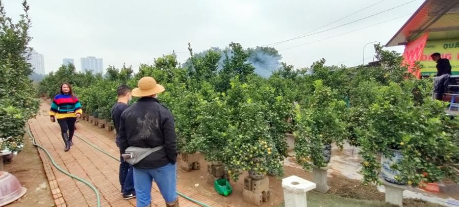Chủ vườn quất Hoàng Dũng, Tây Hồ, Hà Nội cho biết, có 5 vườn trồng quất bonsai sẽ cung cấp khoảng 4.000 gốc quất. Ảnh: An Trần