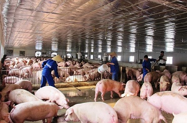 Giá lợn hơi hôm nay (14/12) tăng, giảm 1.000 đồng/kg
