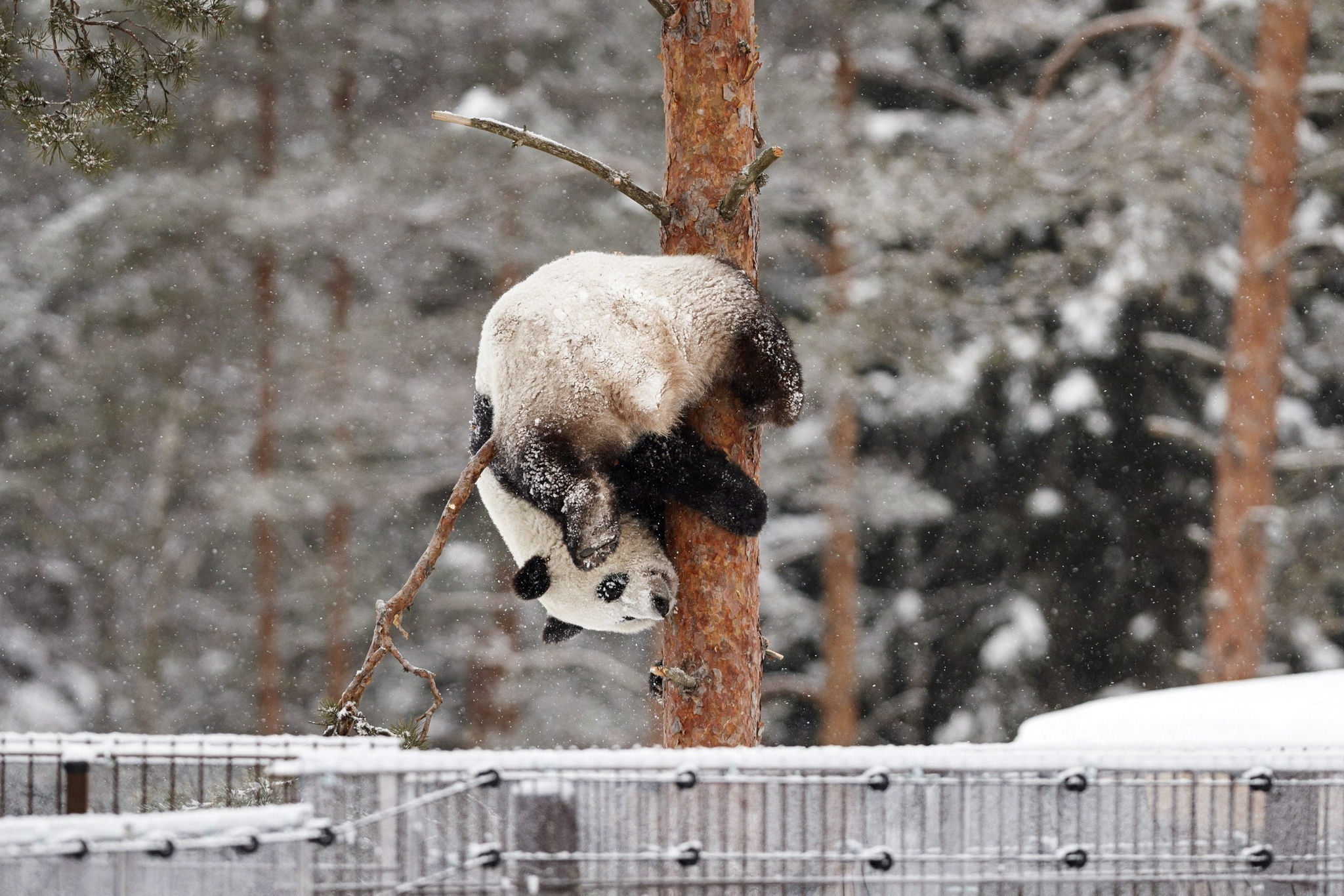Không đủ tiền nuôi, vườn thú Phần Lan định trả Trung Quốc 2 con gấu trúc - ảnh 2