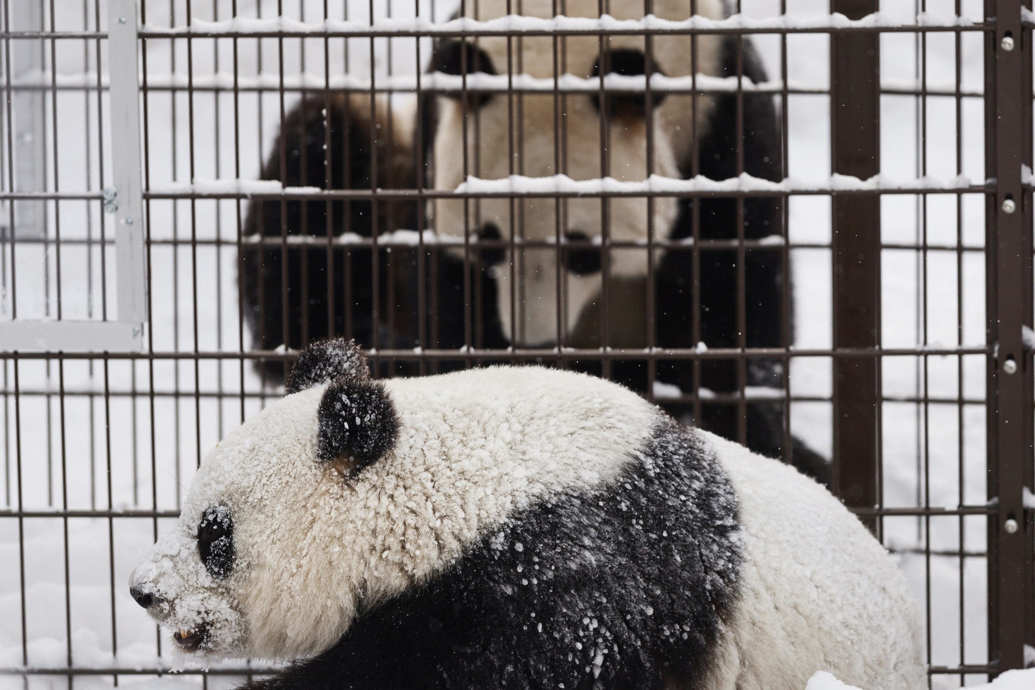 Không đủ tiền nuôi, vườn thú Phần Lan định trả Trung Quốc 2 con gấu trúc - ảnh 1