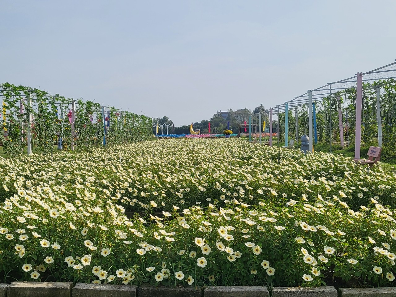 'Phát sốt' với cánh đồng hoa đẹp bậc nhất miền Tây - ảnh 9
