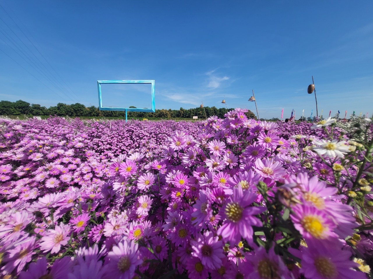 'Phát sốt' với cánh đồng hoa đẹp bậc nhất miền Tây - ảnh 4