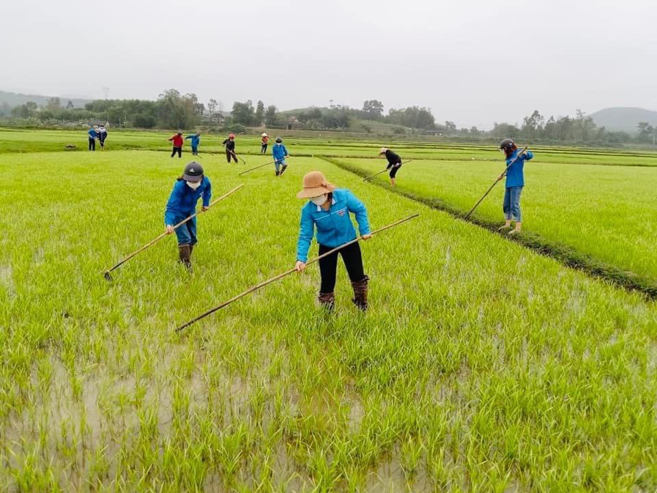 Những ruộng lúa đã xuống giống, nông dân tập trung chăm sóc, cấy dặm những chỗ bị mất do mưa, ốc bươu vàng gây hạ và chuột cắn phá.