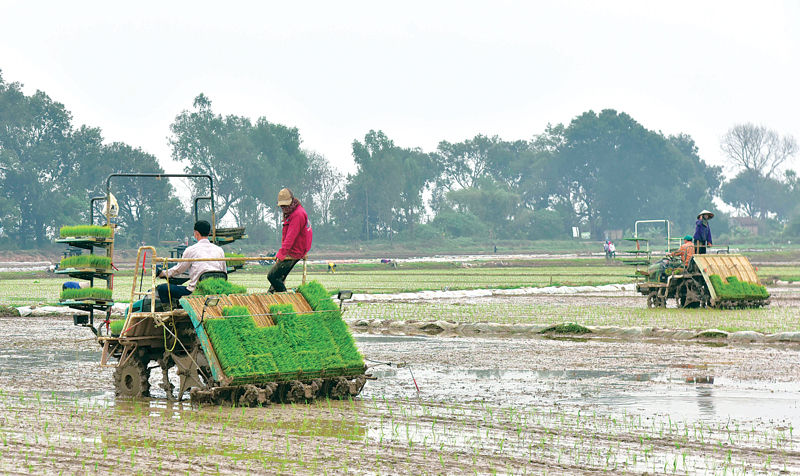 Chi cục Trồng trọt và Bảo vệ thực vật thành phố Cần Thơ khuyến cáo nông dân gieo sạ với lượng giống sử dụng không quá 100kg/ha, đặc biệt khuyến khích áp dụng cơ giới hóa, chỉ sử dụng từ 50 - 60kg giống/ha.