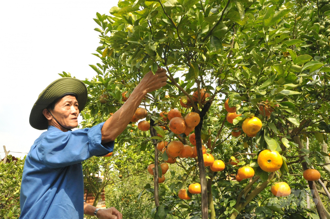 Nhà vườn Lai Vung đang chăm sóc quýt hồng chuẩn bị cho thị trường Tết. Ảnh: Lê Hoàng Vũ.