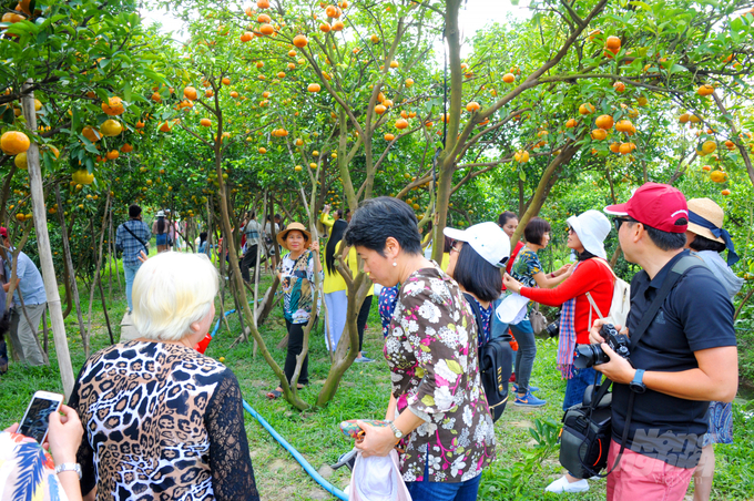 Mỗi dịp Tết đến xuân về, vùng quýt hồng Lai Vung lại thu hút đông đảo du khách đến tham quan. Ảnh: Lê Hoàng Vũ.