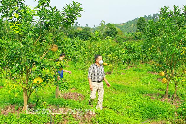 Sơn La sản xuất nông nghiệp hữu cơ - Kỳ 2: Cần những giải pháp đồng bộ - 2