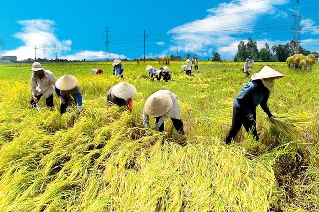 Ra mắt sản phẩm "Bảo hiểm Chỉ số thời tiết" đầu tiên tại Việt Nam dành cho nông dân trồng lúa - 4