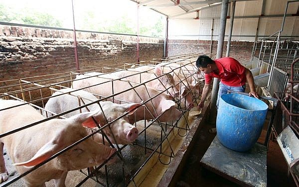 Giá lợn hơi hôm nay (20/12) thu mua ở mức 51.000 - 54.000 đồng/kg