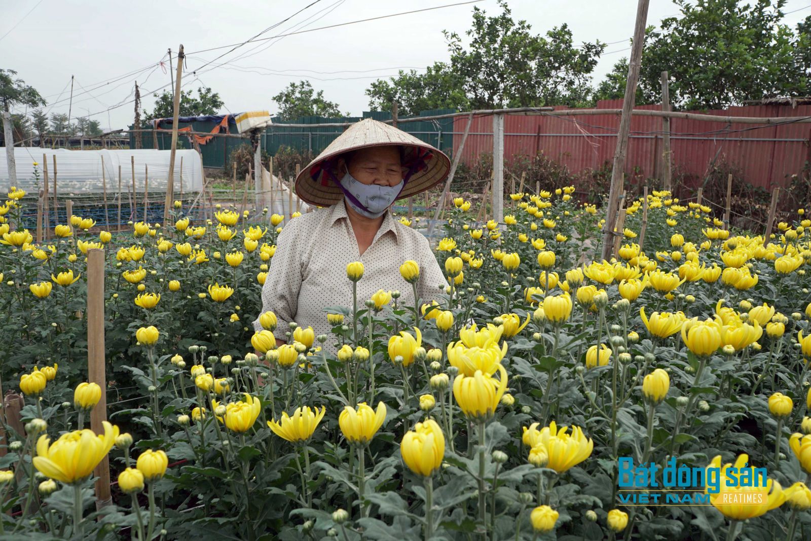 Giá hoa tươi Tây Tựu vào vụ Tết giảm thấp